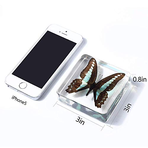 2-Pack Real Large Butterfly Specimen Specimens Paperweight Collection Display (3X3X0.8'') #TOP2