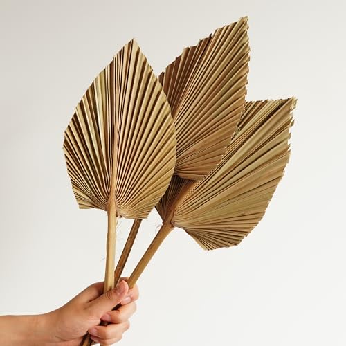 5 piezas Palmas Secas Orgánicas para Decoración Boho miniatura 3