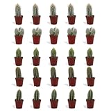 DutchLeafs Cereus Mix 20 Stück Verschiedene Mini-Kakteen - Topf 5,5 cm - Säulenkaktus Cactaceae...
