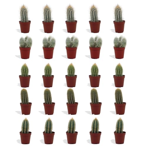 DutchLeafs Cereus Mix 20 Stück Verschiedene Mini-Kakteen - Topf 5,5 cm - Säulenkaktus Cactaceae Kaktus Kleine Pflanzen Sammlung Pflegeleichte Zimmerpflanzen - Höhe 8-15 cm