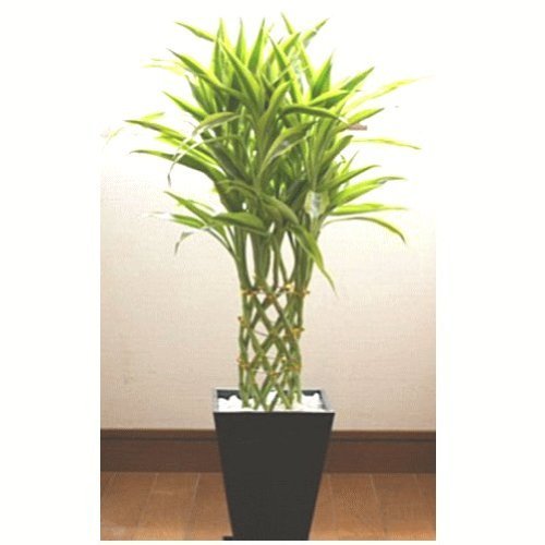 Amazon｜観葉植物 ミリオンバンブー・ラッキーバンブー 6号