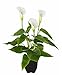 Flair Flower Callapflanze i.T. , Polyester, Kunststoff, Weiß, 42 x 20 x 20 cm
