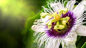 Grow Your Secret Garden Passiflora 'Pierre Pomie' ff Kletterpflanze