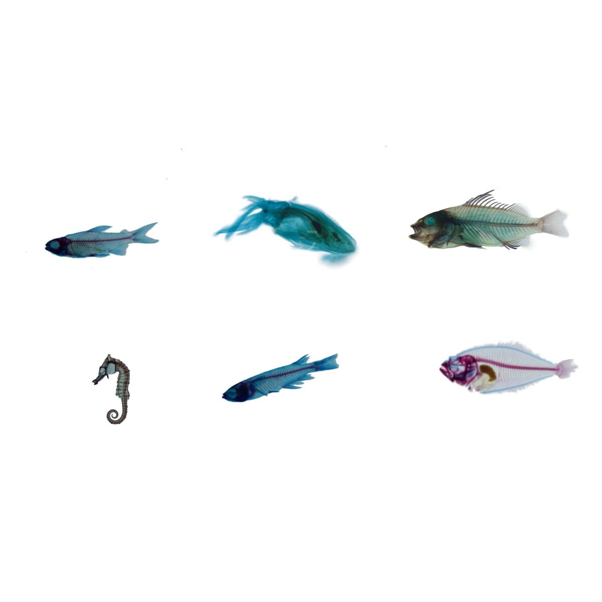 Amazon.co.jp: 「ガチャガチャ 透明標本 カプセルインの状態でお届け