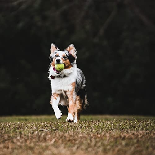 BOT Automatischer Ballwerfer für Hunde, inkl. 3Stk Hundebälle. Interaktives Hundespielzeug für Zuhause und Draußen (Ifetch Maxi 6.4cm)