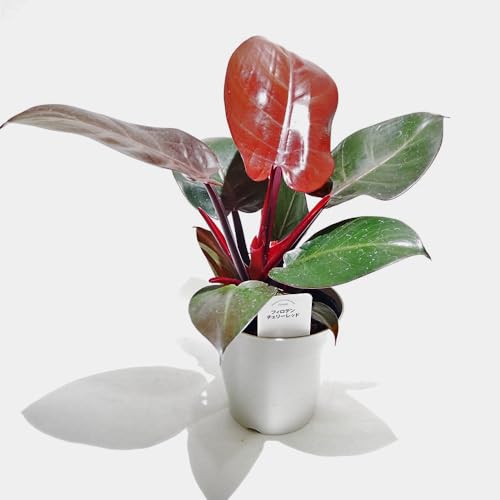 ITANSE フィロデンドロン チェリーレッド 4号 1個売り【品種で選べる観葉植物】学名:Philodendron 'Cherry Red'/サトイモ科 非耐寒性常緑多年草●新芽は鮮やかな赤色で展開し、成長とともに徐々に緑色へと変化していきます。この色の