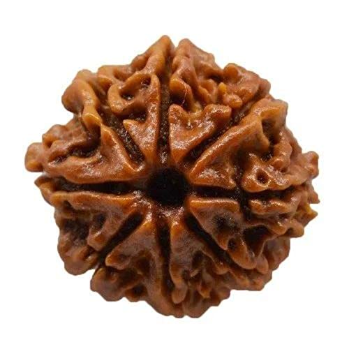NAISHA 8 Mukhi Rudraksha Bead Necklace, 100% Certified & Original Eight-Faced Rudraksha Seed for Pooja/Prayer/Meditation