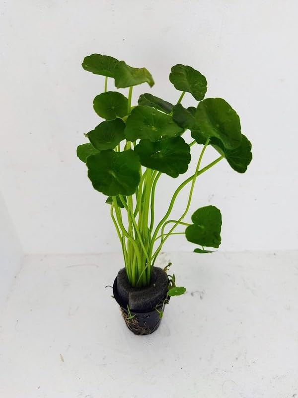 coin plant live pack of 1 (B0CNNN78KJ) Amazon Price History, Amazon Price Tracker