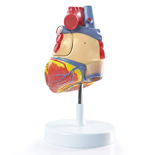 Image of NEW HORIZON Human Heart Model,4-Part 2X Size Cardiac Anatomical Model, 34 Accurate Numbered Anatomical Structures with Number Manual, Magnets, Display Base, for Classroom and Cardiology Study