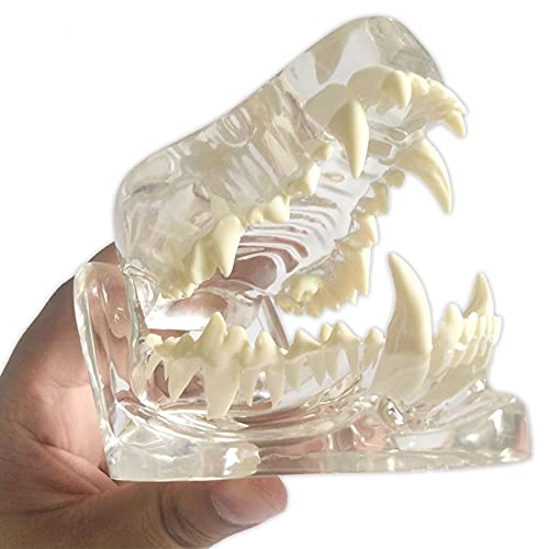 KUUY Dog Teeth Anatomical Clear Canine Dental Model Skullmodel Transparent Skull Jaw Bone Anatomy Animal Oral Model Pet Veterinary Examination Teaching Instrument Demonstration, size
