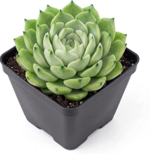 Image of Laxmi Kamal Live Indoor Lucky Plant for Wealth, Prosperity and Positive Energy, Low Maintenance Houseplant for Home and Office Decor PACK OF 1