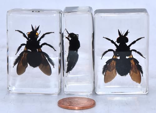 Image of 44mm Real Carpenter Bamboo Bee in Clear Lucite Resin Specimen Preserved Insect Taxidermy Crafts Collection for Biology Science Education & Desk Ornament Display Supplies Decor