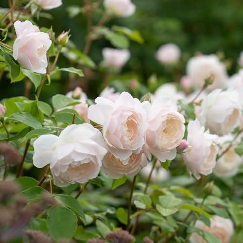RedCrocus Desdemona David Austin Rose 3 Gal