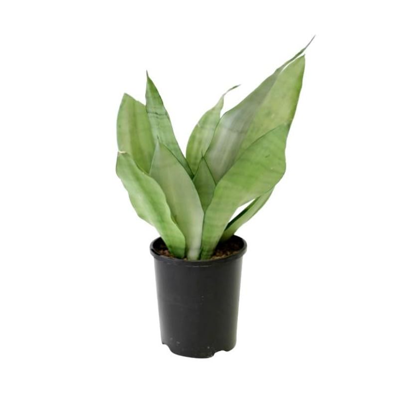 Mphmi Seedless Plant Indoor Plants Sansevieria Moonshine, Snake Plant - Mother in Law Tongue Plant (B0CVVQMQPY) Amazon Price History, Amazon Price Tracker