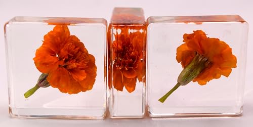 Image of 38mm Real French Marigold Flower in Crystal Clear Lucite Resin Specimen Botanist Herb Herbarium Tagetes Patula Collection for Botany Science Education & Desk Ornament Display Small Paperweight