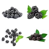 semillas de mora silvestre, para bancales elevados orgánicas de interior, variedades antiguas fresca, 200pcs