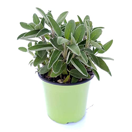 Semente de Sálvia para Tempero - Embalagem 50mg