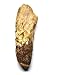 Spinosaurus Dinosaur Tooth Fossil 3.111 inch w/Info Card #17437 3o