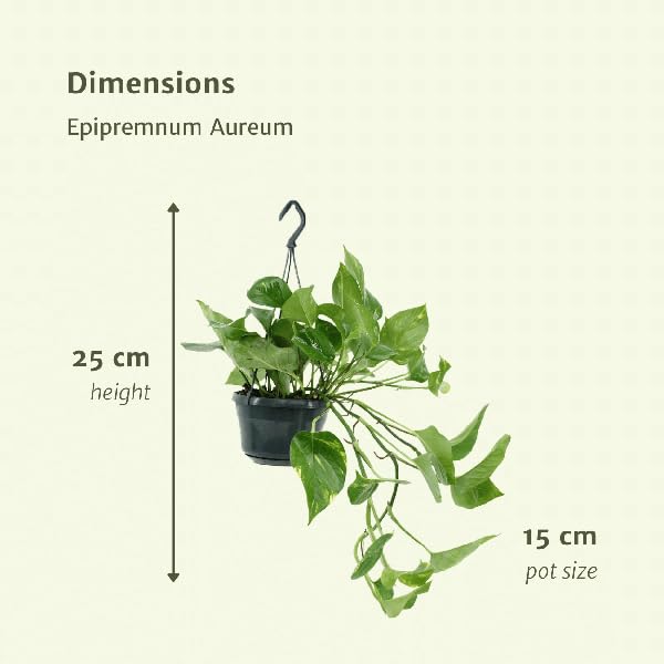 Efeutute Epipremnum Aureum Scindapsus Zimmerpflanze Ø15 cm 25 cm