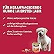 animonda GranCarno Junior Rind + Huhn (6 x 800 g), Welpenfutter für Junge Hunde, Nassfutter für Hunde mit 100% frischen, fleischlichen Zutaten, Junior Hundefutter ohne Getreide