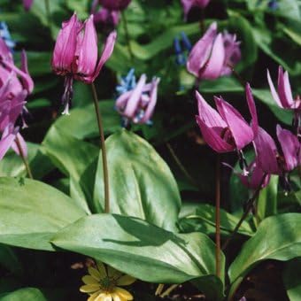 Amazon 秋限定 山野草球根 カタクリ 3球 球根