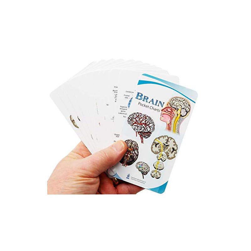 Human Brain Anatomy Model Doctor Psychology Graduation Gifts for Him Her, 3D Laser Etched Crystal Cube Brain Figure keychain Science Biology Gift with Colorful Pocket Chart, sticky notes and more