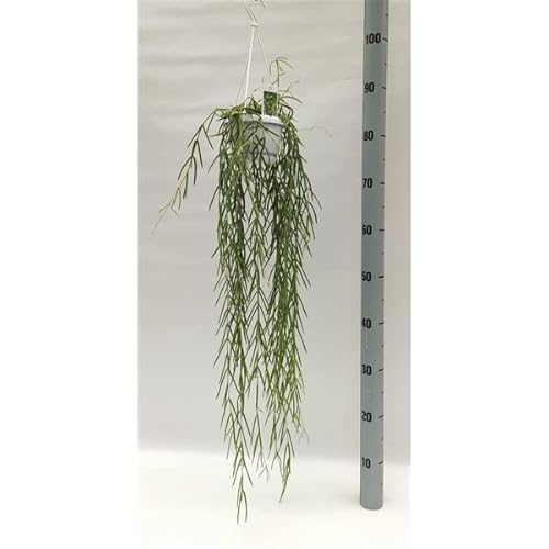 Trailing Hoya linearis - Love Plant in 14cm Hanging Pot