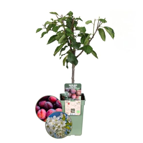 Plants by Frank | Prunier biologique | 1 x Prunus domestica | 20 cm Ø | 60 cm ↨ | Arbre fruitier | Plantes fruitières | Arbres fruitiers | Plantes de jardin