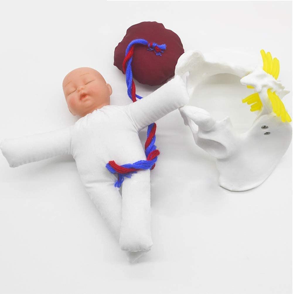 Amazon.co.jp: 骨盤モデル 3 個ミニ出産人形モデルセット、胎児