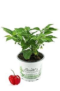 Weseler Kräuterparadies Chili Habanero Pflanze
