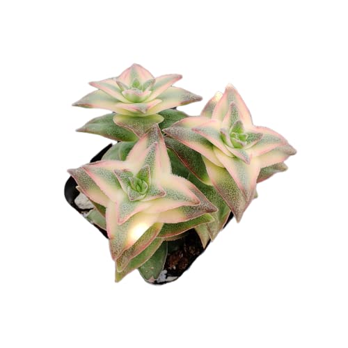 Foliagems Live Succulent Cactus Plants From Uskc (2" Pot Crassula Perforata Variegata) #TOP4