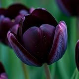 Black Queen of The Night Tulip Bulbs - Fresh Bulbs for Planting (5 Bulbs)
