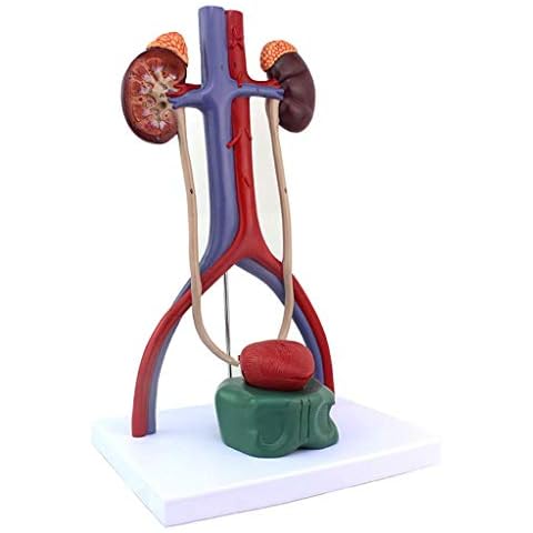 SLRMKK Human Urinary System Model,Human Anatomical Model, Renal Ureter Bladder Urethra Anatomical Model for Urology Teaching Tool Cover