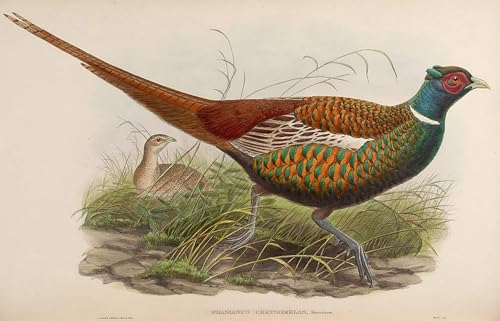 Affiche toile oiseau John Gould pour habiller un mur vide décoration mural 60x90cm