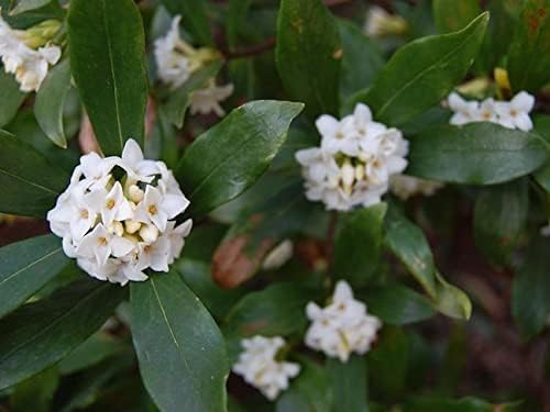 Miniatura 5 de Arbusto de oliva de té fragante  2 plantas extra grandes de 3 galones  Espécimen floreciente de Osmanthus Fragrans