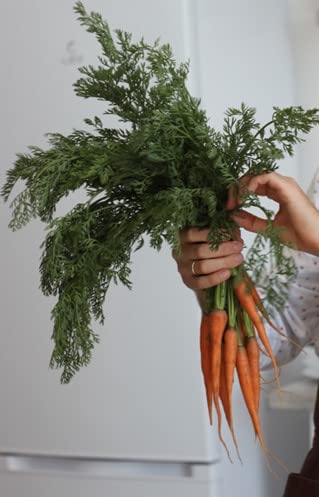 Baby Carrot Plug Plants Grow Your Own Vegetables 'Ready to Plant Now' Young Vegetable Plants (3)