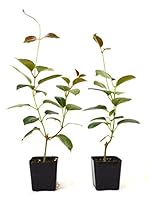 Algopix Similar Product 20 - 9GreenBox  Red Brazilian Jasmine  2