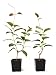 9GreenBox - Red Brazilian Jasmine - 2 Pack