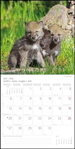 Wölfe Wolves 2020 - Broschüren-Wandkal inkl Poster...