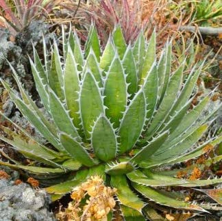 yqzAgave horrida ssp. Horrida AKxEz_/sƋɃJbRǂlCAKx5 [sAi]