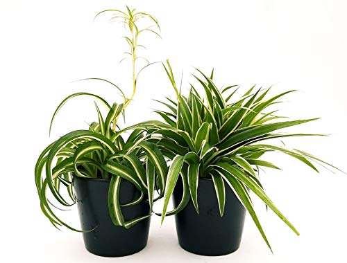 POWERS TO FLOWERS - CHLOROPHYTUM, FALANGIO 2 PIANTE, VARIETA' BONNIE e OCEAN, vaso 12cm, piante vere