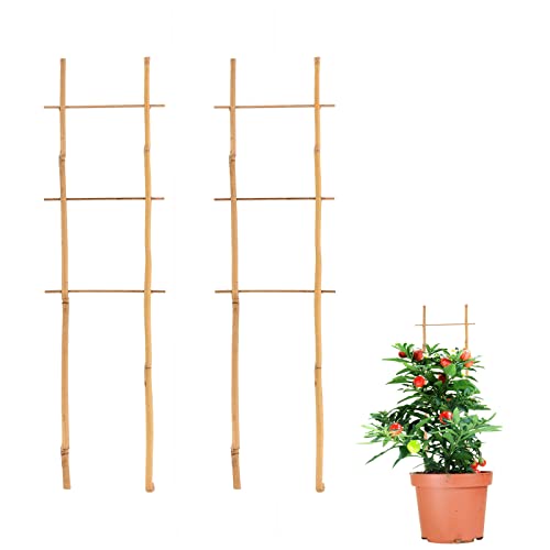 WERTSWF Lot de 2 treillis en bambou de 50 cm de haut en forme d'échelle pour plantes grimpantes, plantes d'intérieur, pots, vignes, légumes, fruits 2 Pack