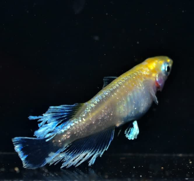 金魚 魚 フィッシュ ロングフィン ゴールド 置物 143-138-004