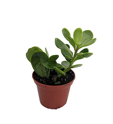 Trailing Jade Plant - Senecio jacobsenii - Easy to grow House Plant - 2.5 Pot Trailing Jade Plant - Senecio jacobsenii - Easy to grow House Plant - 2.5" Pot