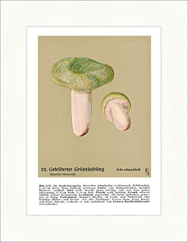 Biller Antik Russula virescens seta medicinal de hongos medicinales 235