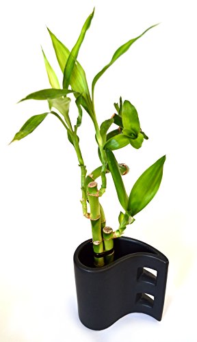9Greenbox - Lucky Bamboo - Tear Drop Ceramic Vase #TOP1