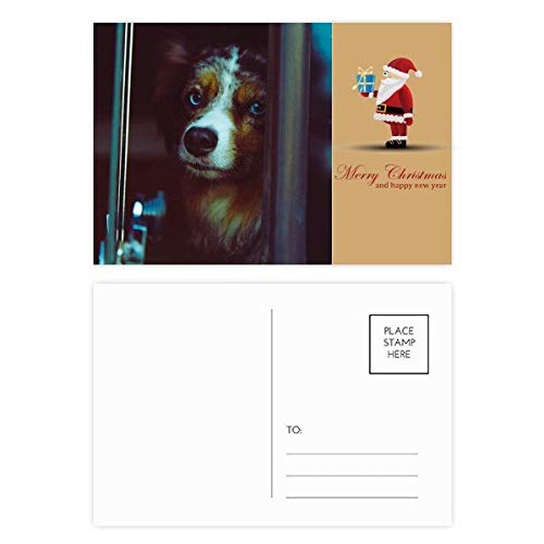 Cartes postales pour chien et animal pour célébrer notre amour des bêtes