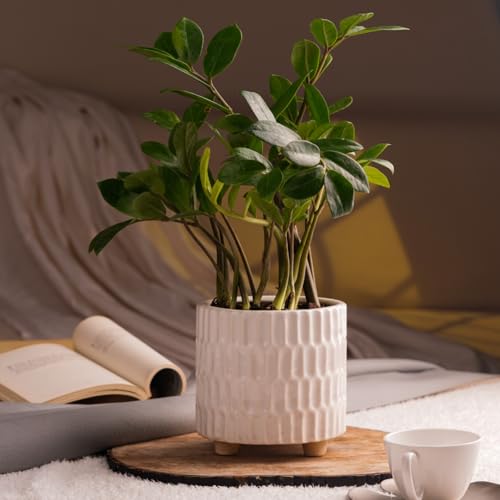 Image of Ceramic Pot for Indoor Plants - White (5 inches) | Has built-in stand so that water never clogs