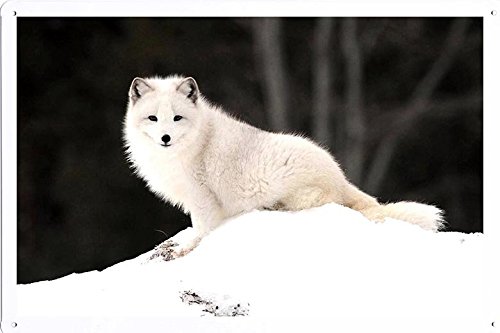 キツネ　即購入OK 高さ18cmきつね・白 Umora キツネ 狐 置物 可愛い 樹脂 きつね
