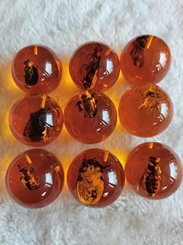 Image of Multiple Psc Spherical Insect Amber Fossil, Spherical Luminous Insect Specimen, Educational and Scientific Amber Collection (8Pcs)